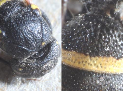 Réf. 289 078 : Stenodynerus xanthomelas